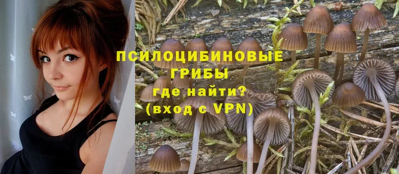 Галлюциногенные грибы Cubensis  дарнет шоп  Карачаевск 